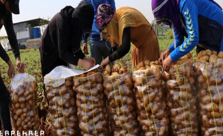 Adana’da turfanda patateste hasat başladı