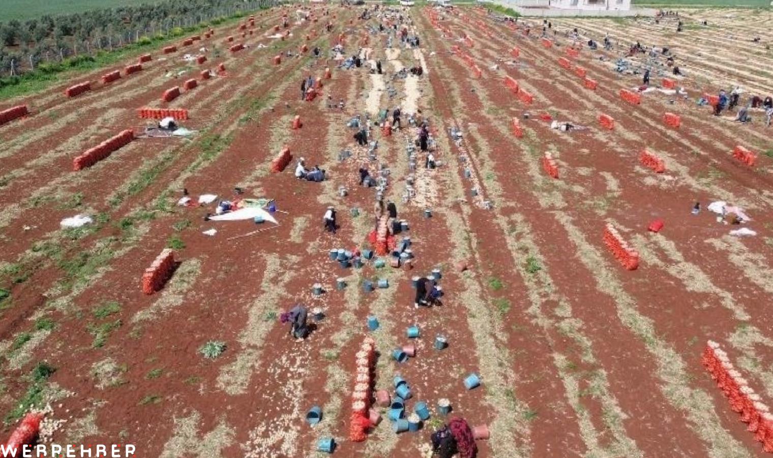 Amik Ovası’nda bereketli hasat: Tarlada kilosu 15 TL
