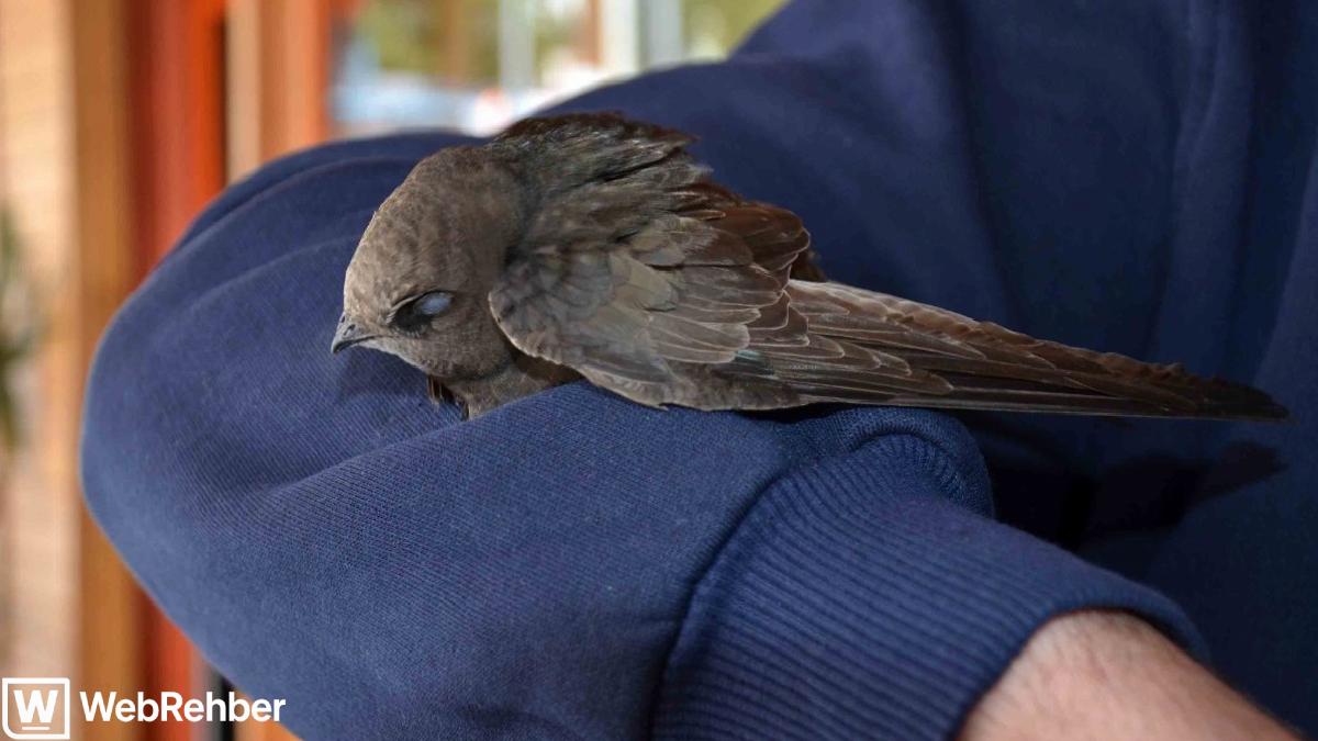 Antalya’da iş yerine giren ebabil, kolunu bırakmadı