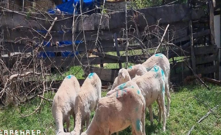 Başıboş köpeklerin saldırdığı koyun sürüsünün yarısı telef oldu