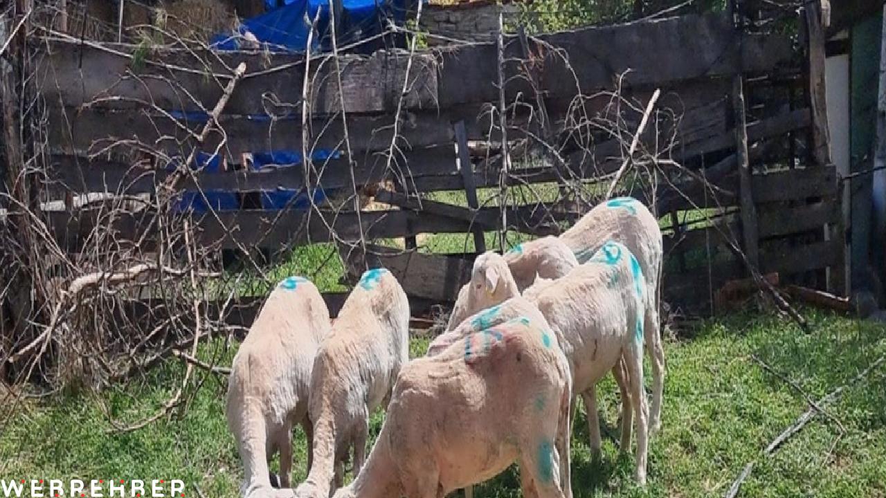 Başıboş köpeklerin saldırdığı koyun sürüsünün yarısı telef oldu