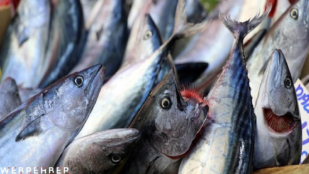 Bu sezon denizlerde 50 bin ton palamut yakalandı