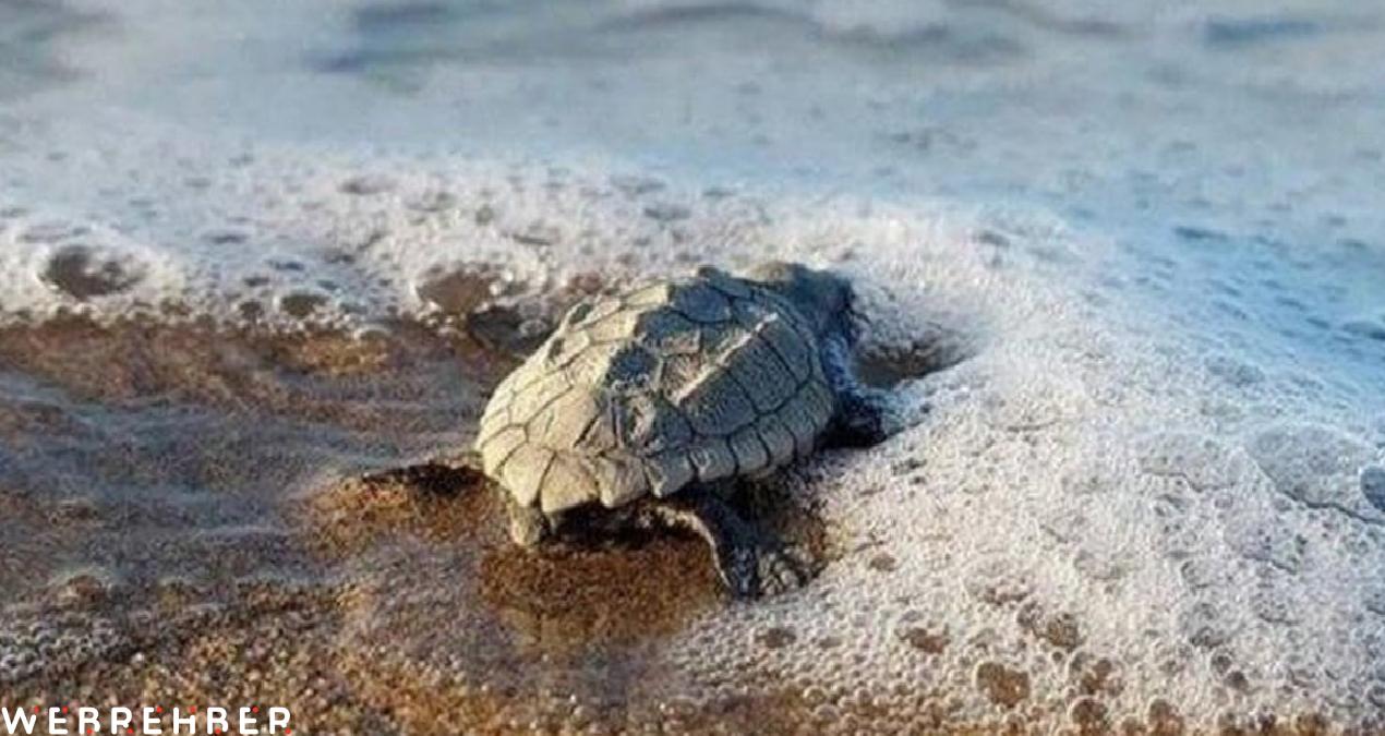 Caretta carettalar için geri sayım başladı