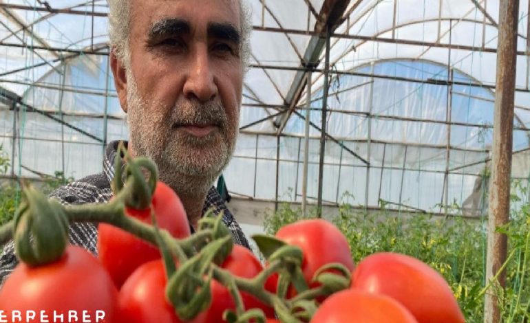 Domates üreticisinden sera-market fiyat farkına tepki: Aradaki farkı kim yiyor?