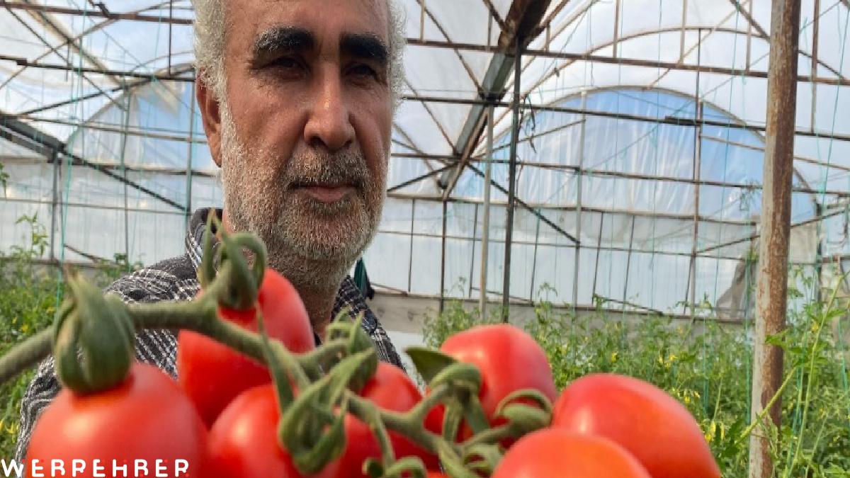 Domates üreticisinden sera-market fiyat farkına tepki: Aradaki farkı kim yiyor?
