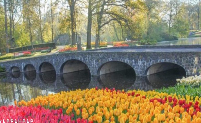 Dünyanın en büyük lale bahçelerinden ‘Keukenhof’ ziyarete açıldı