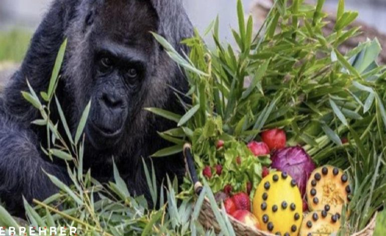 Dünyanın en yaşlı gorili Fatou, 68. doğum gününü kutladı