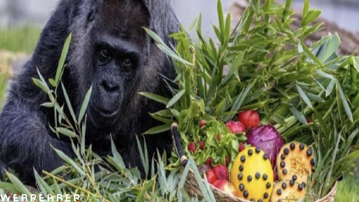 Dünyanın en yaşlı gorili Fatou, 68. doğum gününü kutladı