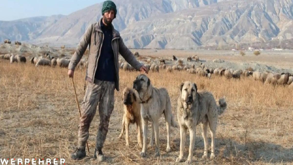 Erzincan’da 100 bin lira maaşla çoban bulamayan besici derdini valiye anlattı