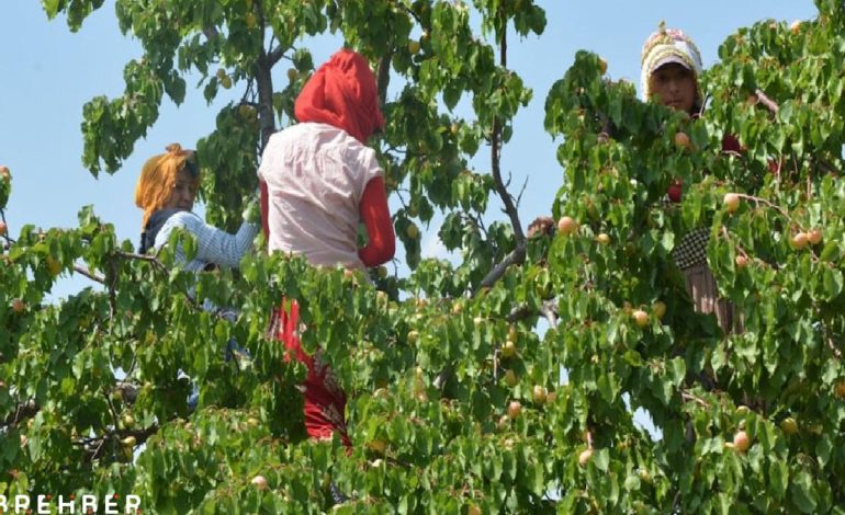 Fiyatı bir haftada 80 liradan 360 TL’ye fırladı: ‘Artık marketlerde değil eczanelerde satılacak’