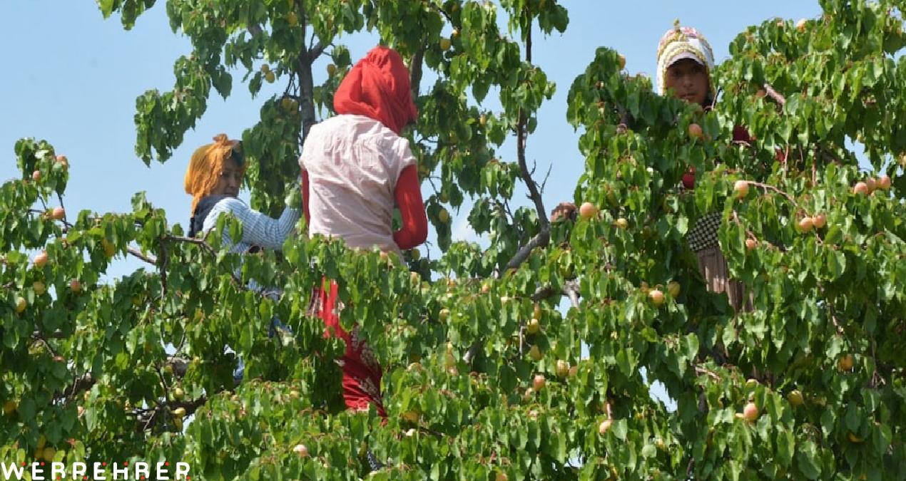 Fiyatı bir haftada 80 liradan 360 TL’ye fırladı: ‘Artık marketlerde değil eczanelerde satılacak’