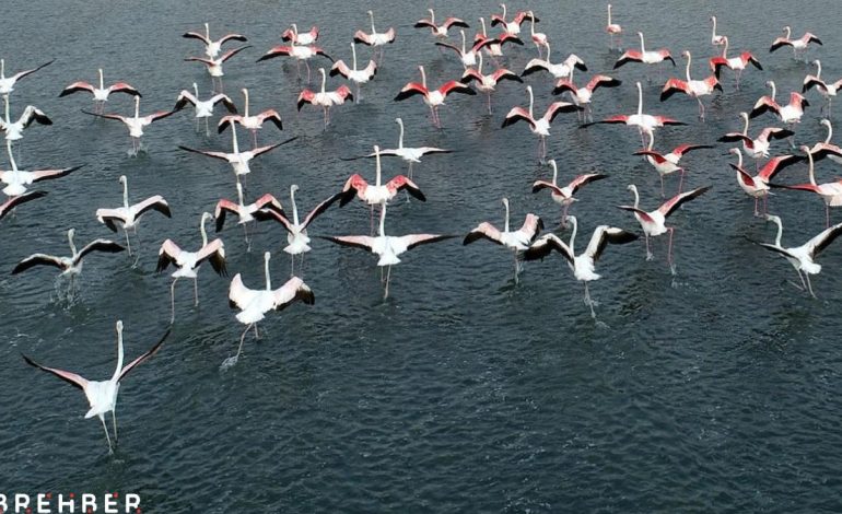 Güzelliğiyle büyülüyorlar:  İlk kafilesi Van Gölü’ne geldi