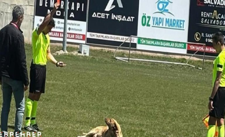 Hakem sahaya giren köpeği kırmızı kart gösterip dışarı çıkardı