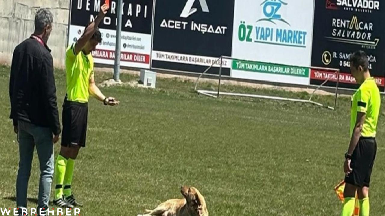 Hakem sahaya giren köpeği kırmızı kart gösterip dışarı çıkardı