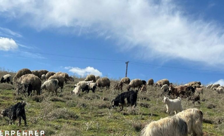 Hakkari’de besiciler yüksek maaşa rağmen çoban bulamamaktan yakındı