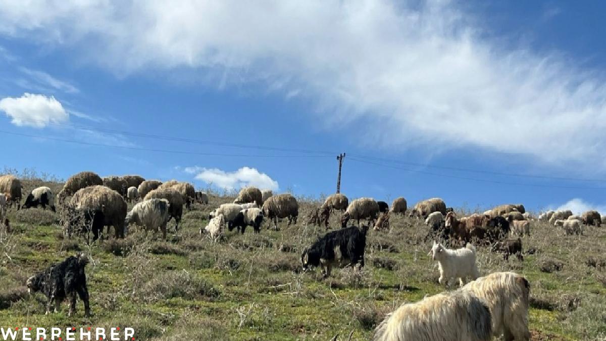 Hakkari’de besiciler yüksek maaşa rağmen çoban bulamamaktan yakındı