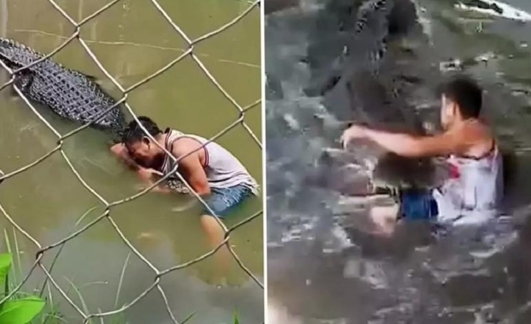 Heykel sandığı gerçek timsahın saldırısına uğrayan turist ağır yaralandı