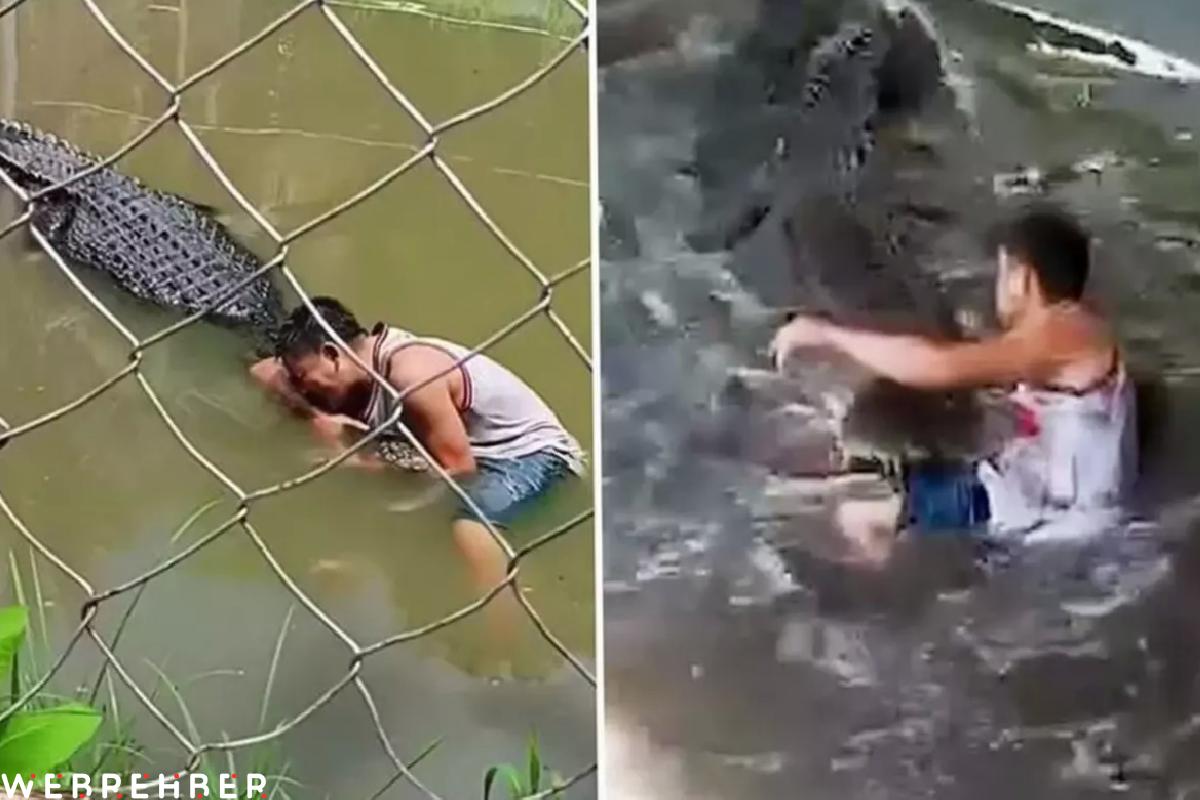 Heykel sandığı gerçek timsahın saldırısına uğrayan turist ağır yaralandı