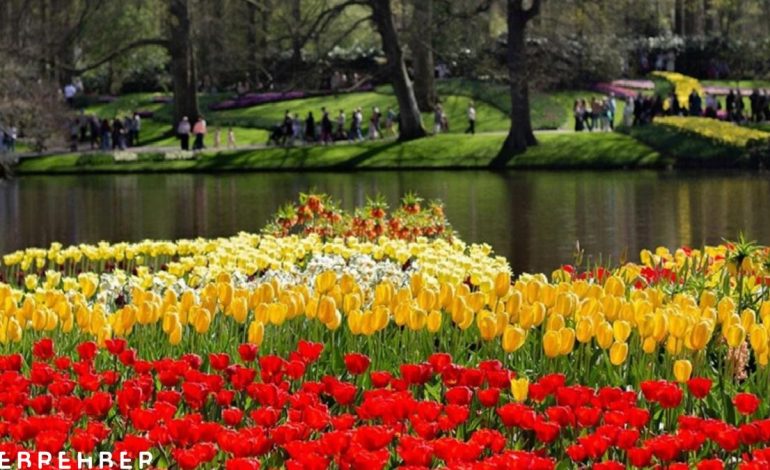 Hollanda’daki dev lalebahçesi Keukenhof, 76. yılını ziyaretçilerle kutluyor