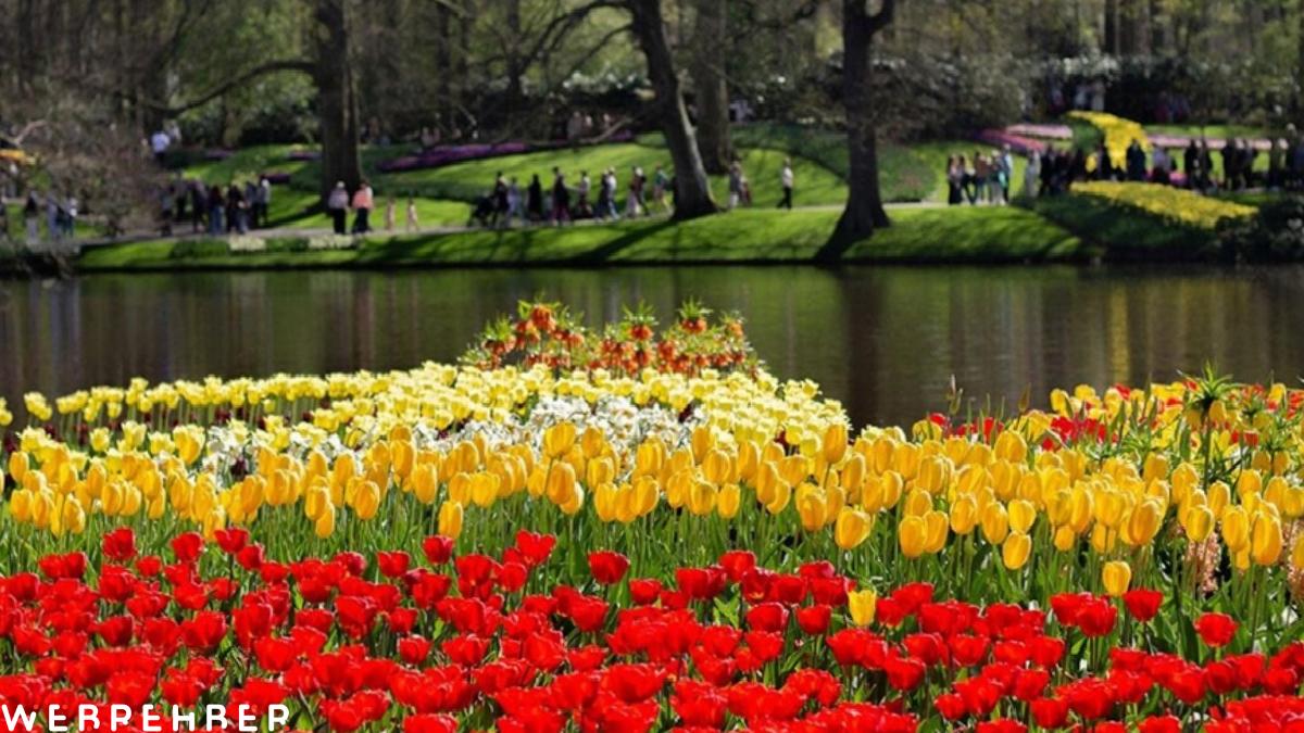 Hollanda’daki dev lalebahçesi Keukenhof, 76. yılını ziyaretçilerle kutluyor