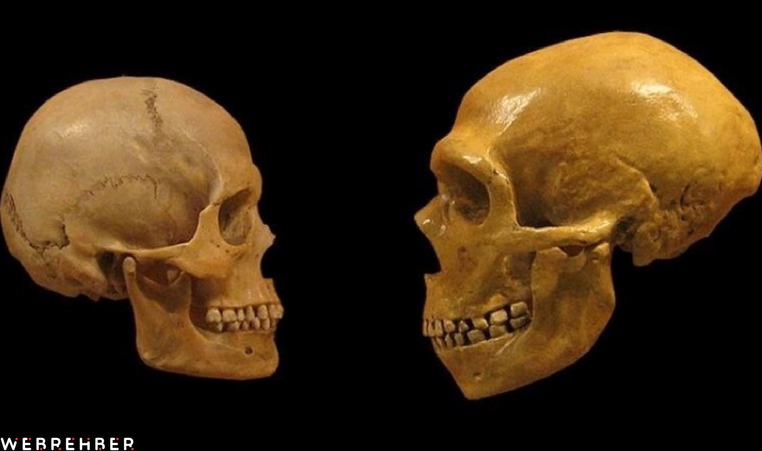 Homo sapiens güneş kremi sayesinde mi hayatta kaldı?