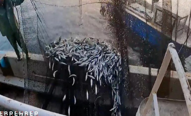 İbrahim Yumaklı duyurdu: Balıkçılık av sezonu tamamlandı