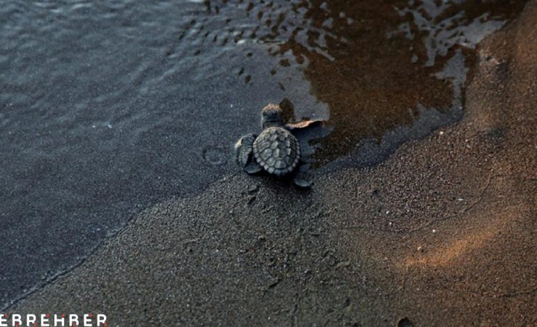 İztuzu Sahili, Caretta Carettalar için hazır