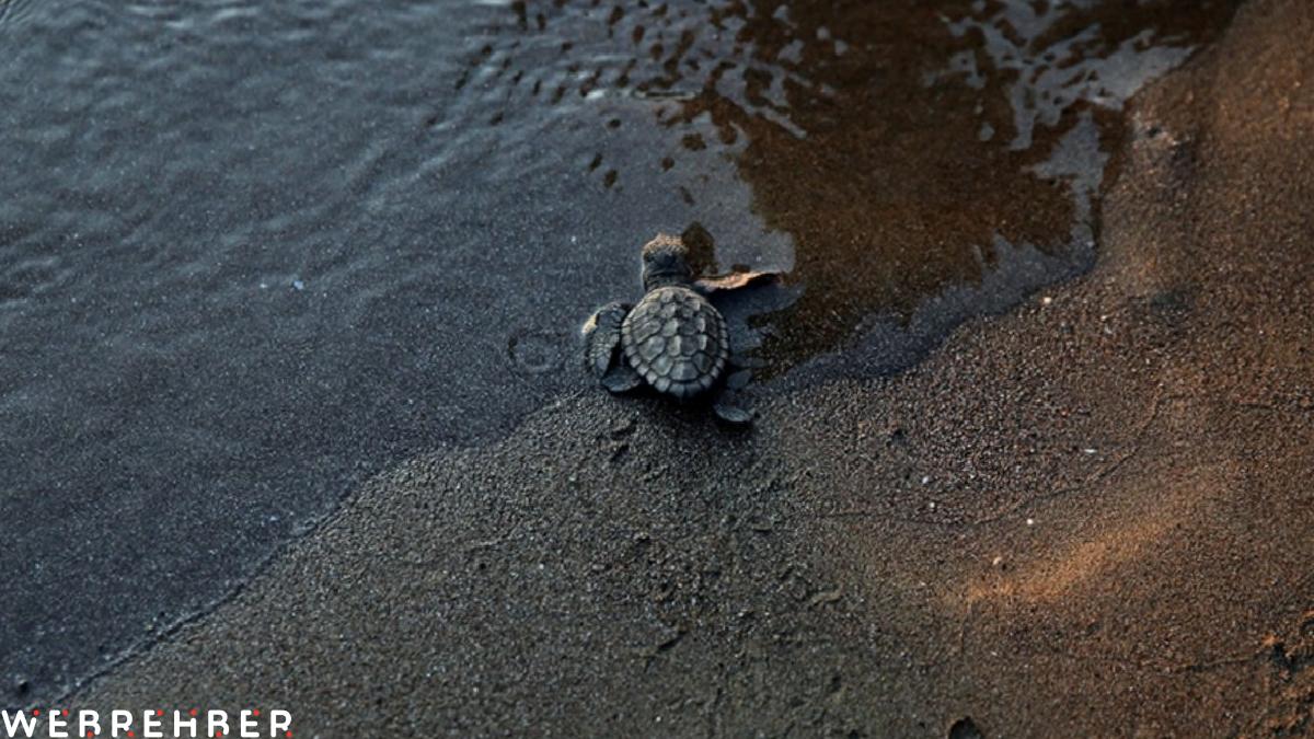 İztuzu Sahili, Caretta Carettalar için hazır