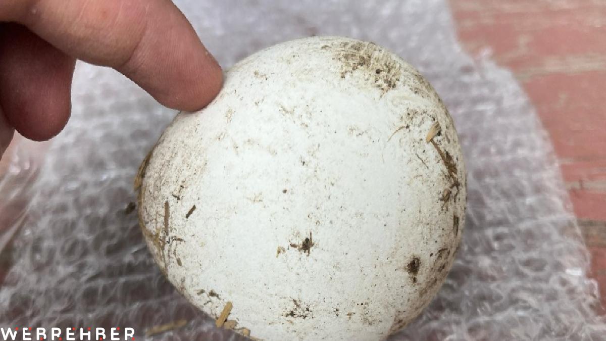 Kastamonu’da kaz yumurtası çiftçilerin gelir kapısı oldu