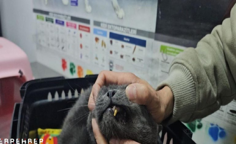 Kediye altından diş yapıldı
