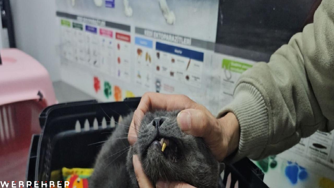 Kediye altından diş yapıldı