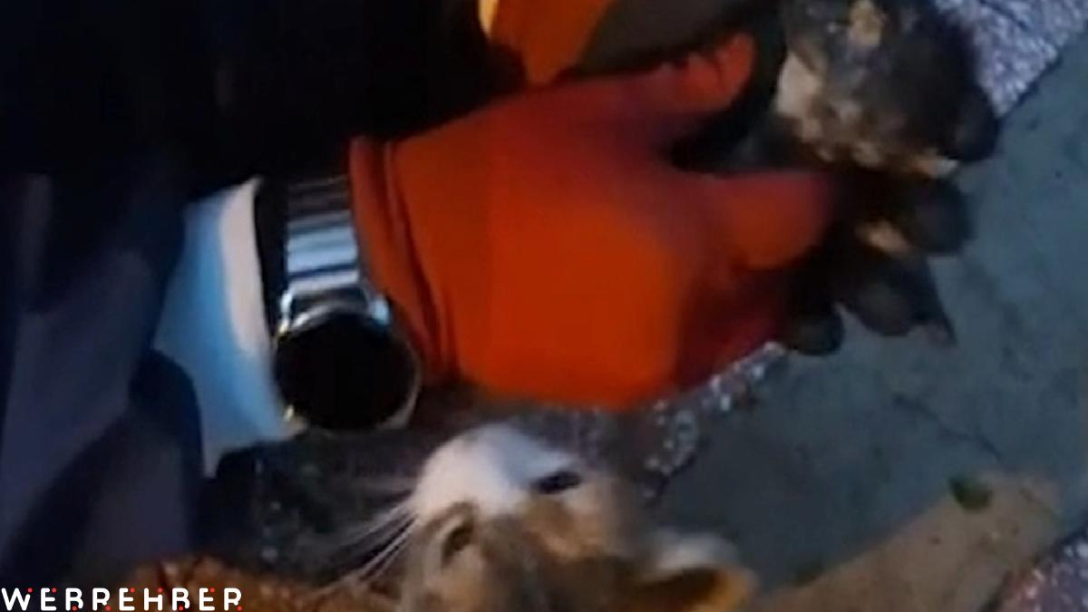 Kırıkkale’de anne kedi baygın yavrusunu itfaiye ekiplerine getirdi