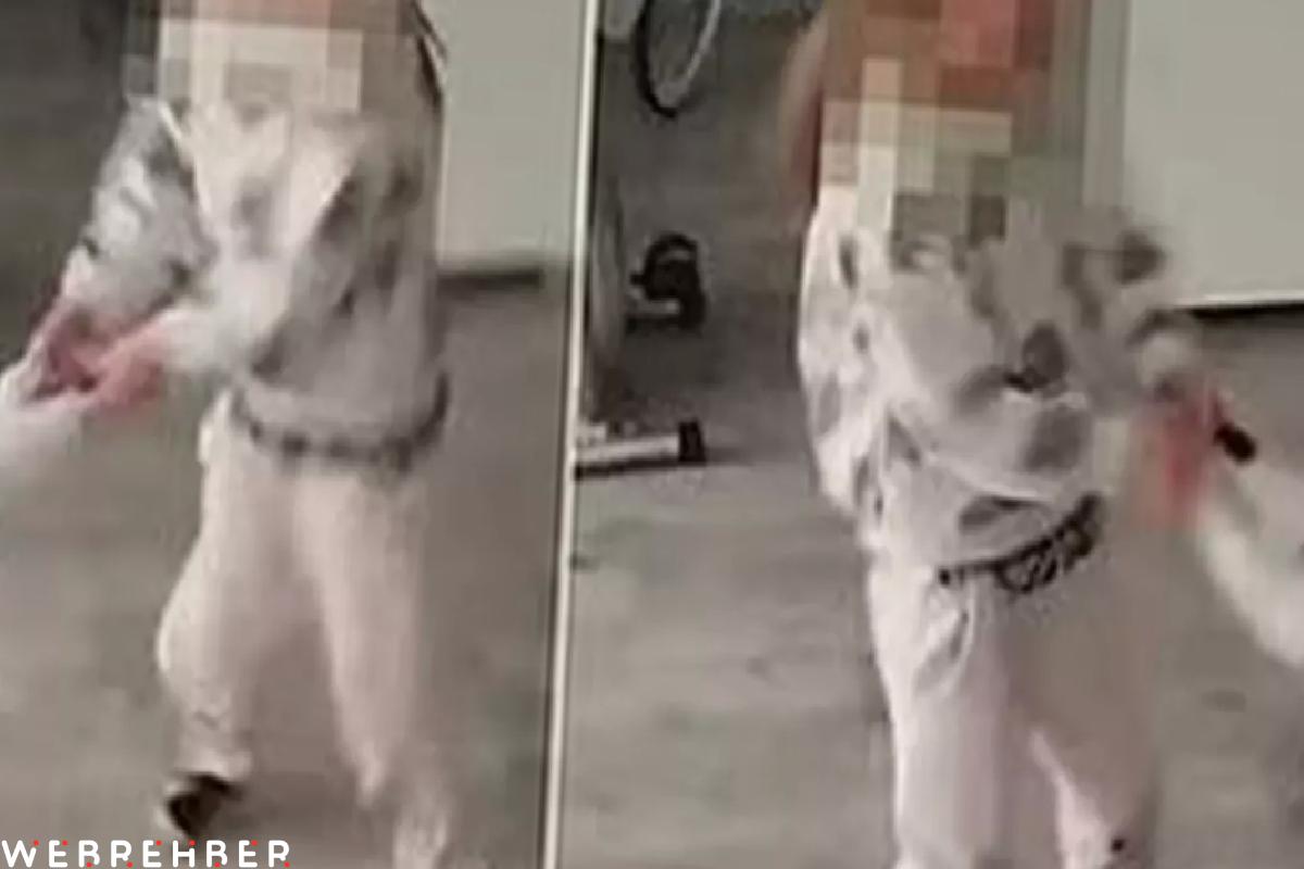 Küçük kız kediye işkence yaptı, annesi gülerek kayda aldı