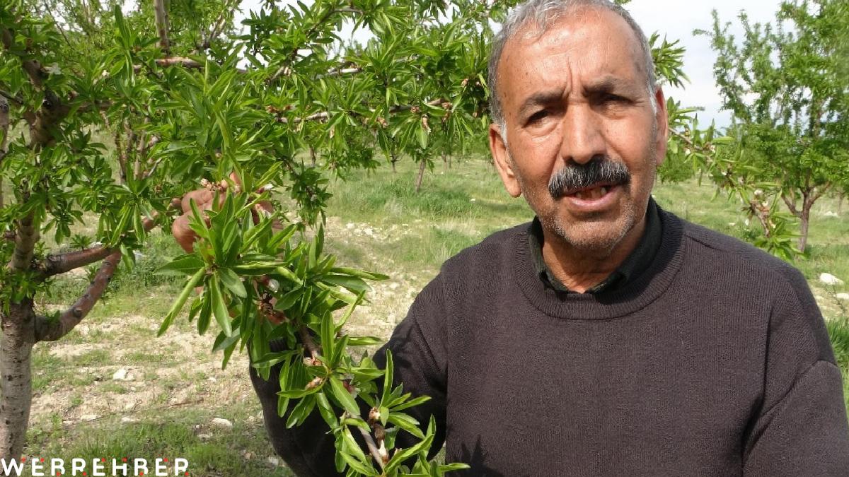 Malatyalı çiftçinin badem bahçesi zirai dondan etkilenmedi