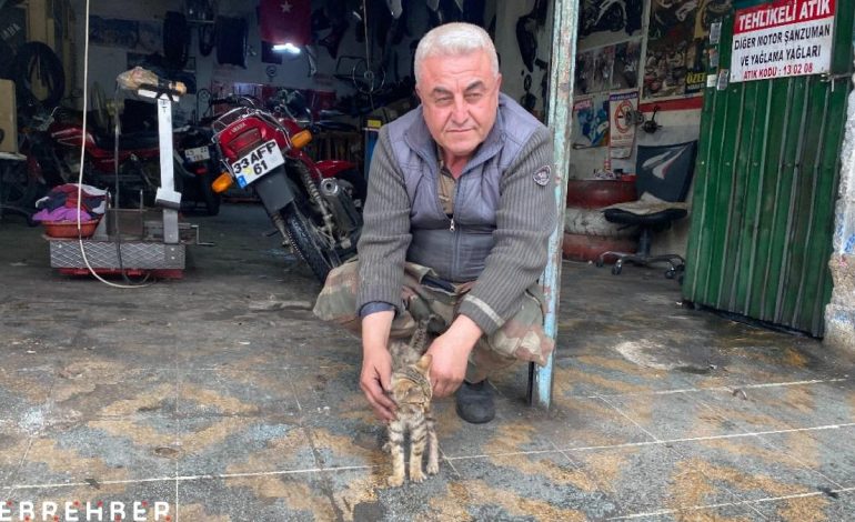 Manisa’da esnaf bir kediyi hayata bağladı