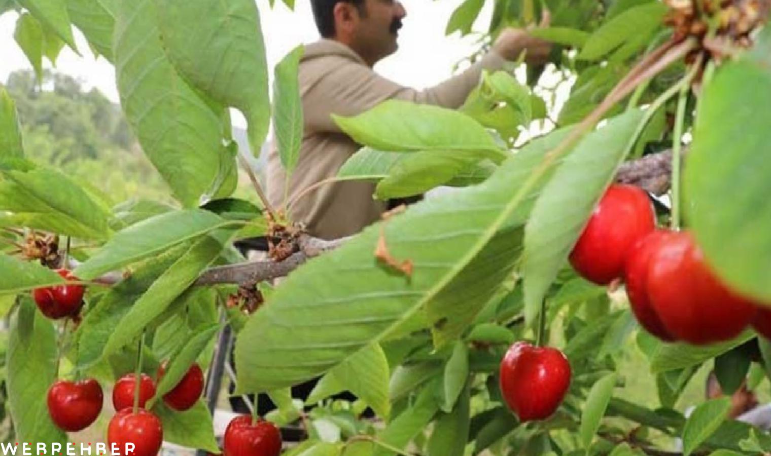 Manisa’da kırmızı altın hasadı: Kilosu 3 bin 500 TL