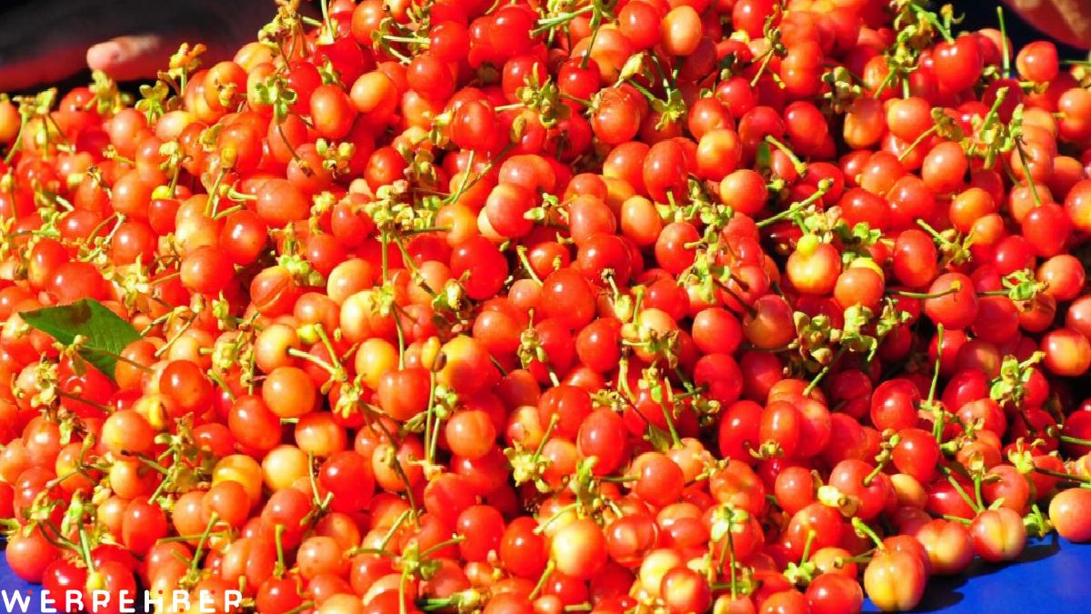 Manisa’da sezonunu ilk kirazı 3 bin 500 TL’den satıldı