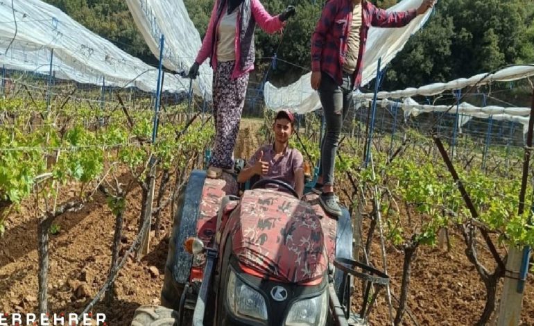 Manisa’daki üzüm bağlarına ‘İtalyan dolu tül sistemi’ kuruluyor