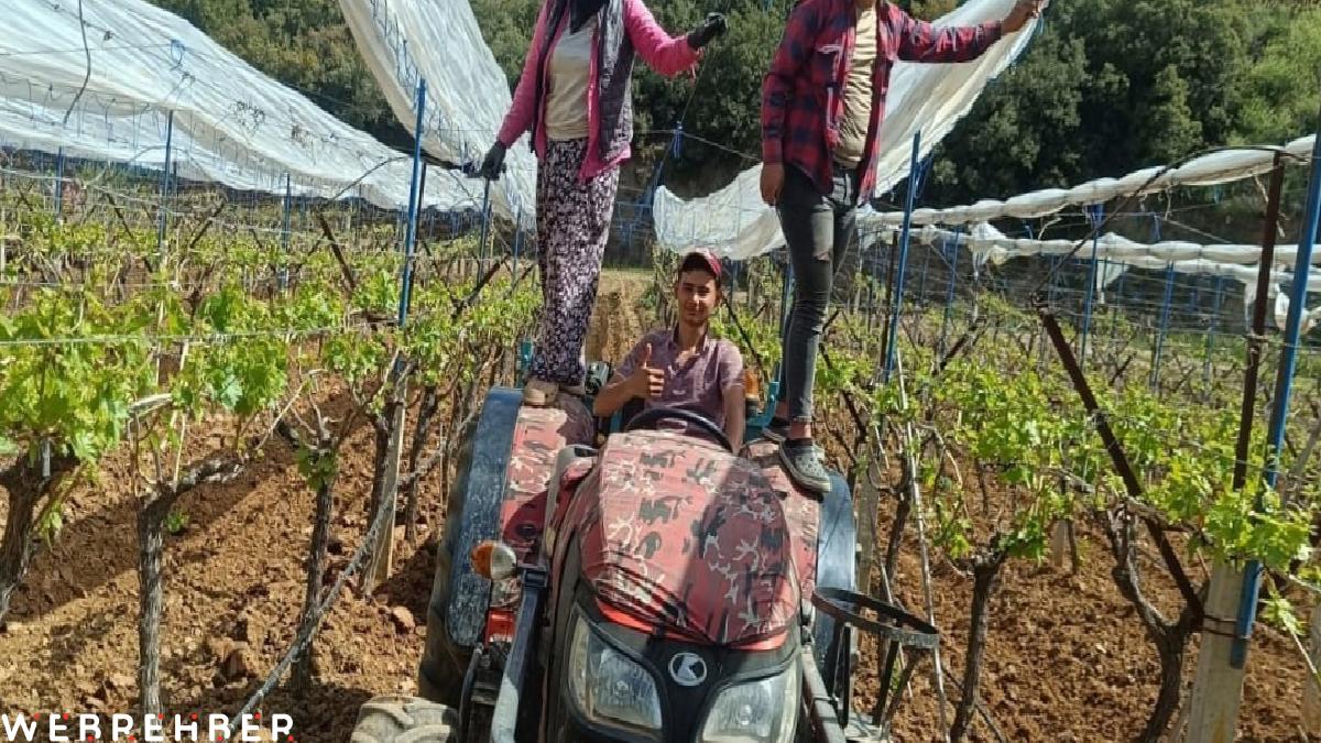 Manisa’daki üzüm bağlarına ‘İtalyan dolu tül sistemi’ kuruluyor