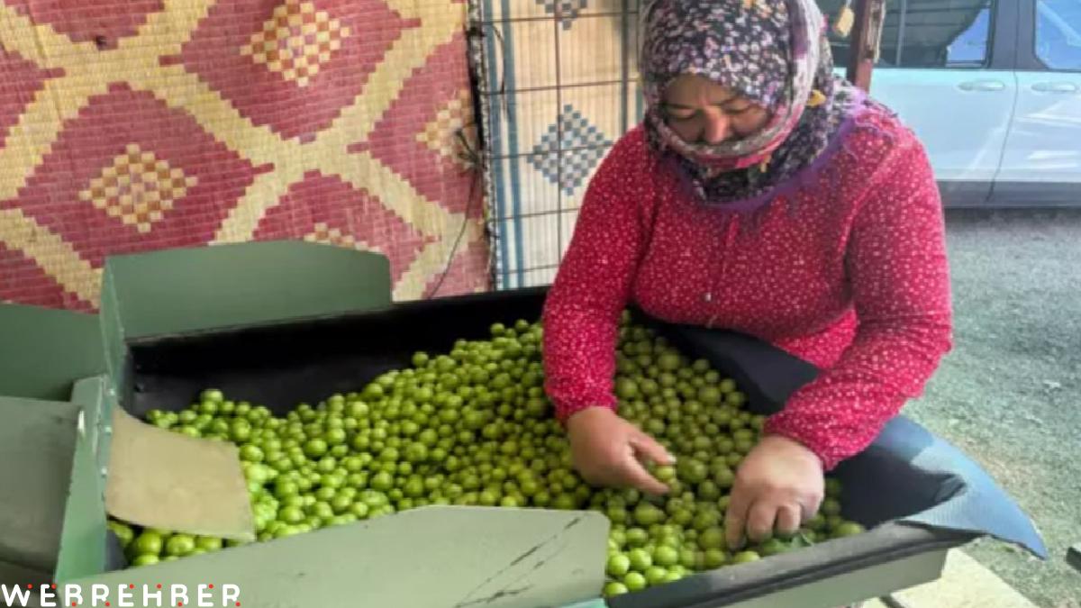 Mersin, Silifke’de don vuran eriğin kilosu 450 liradan satılıyor