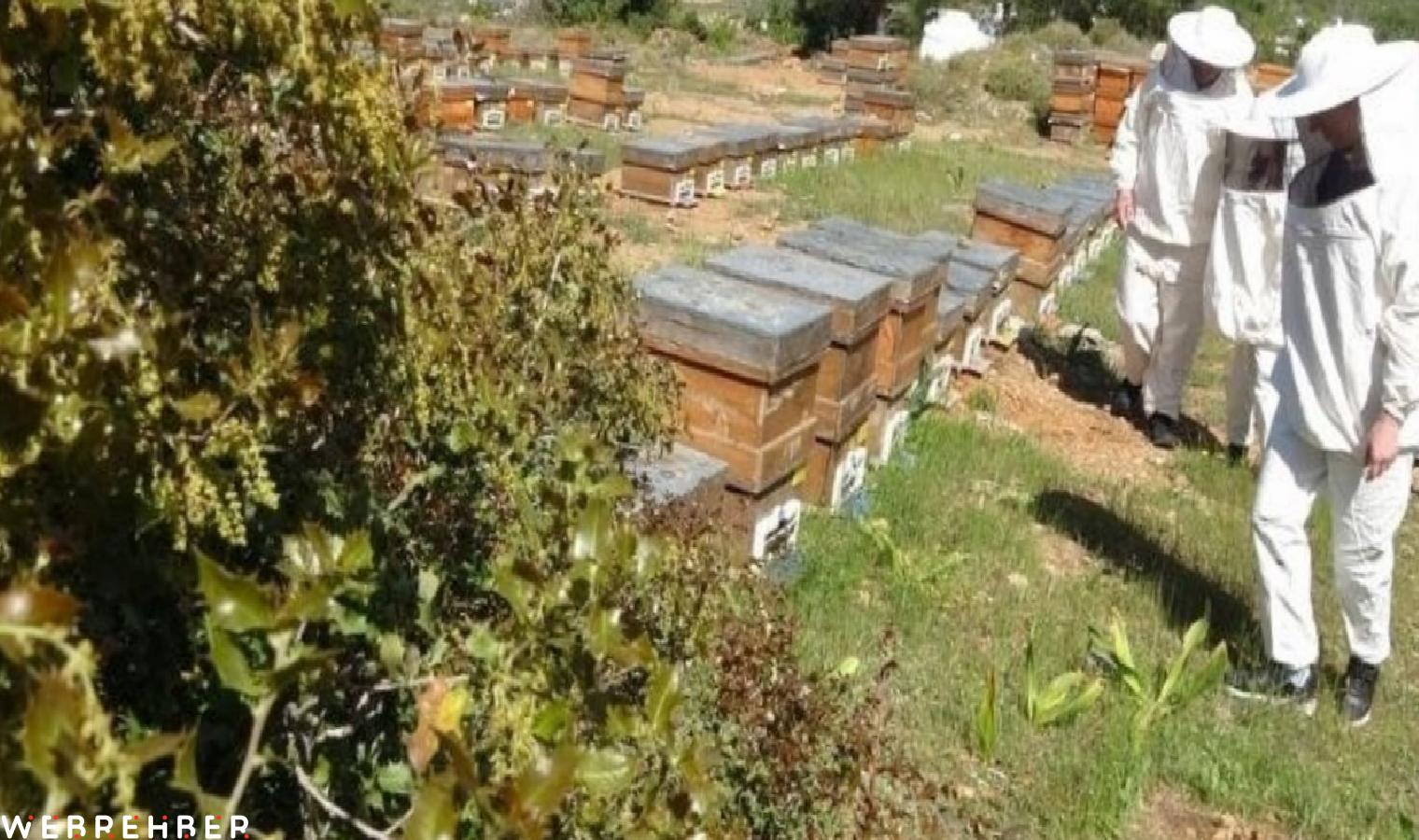 Mersin’de hasadı başladı: Kilosu 1300 TL