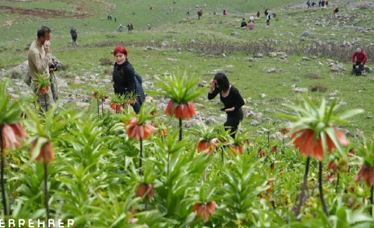 Muş’ta ters laleleri görmek için 500 kilometre yol geldiler