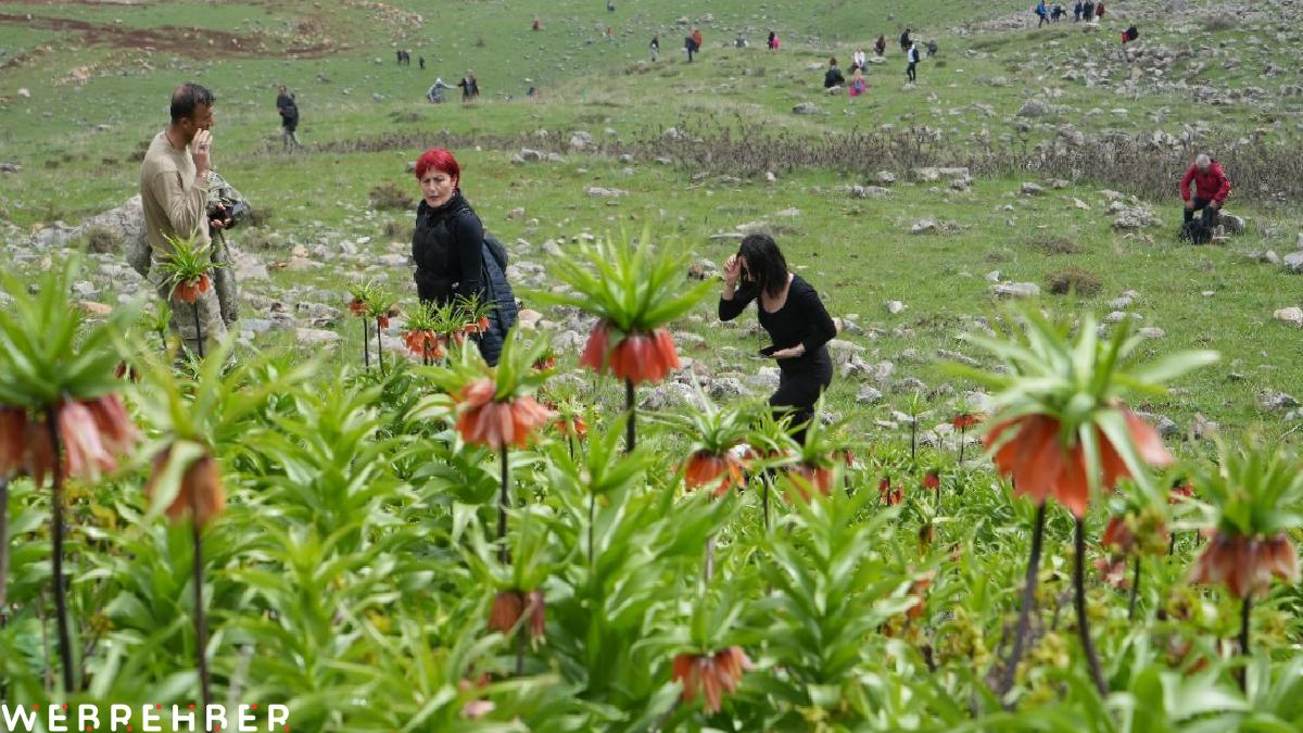 Muş’ta ters laleleri görmek için 500 kilometre yol geldiler