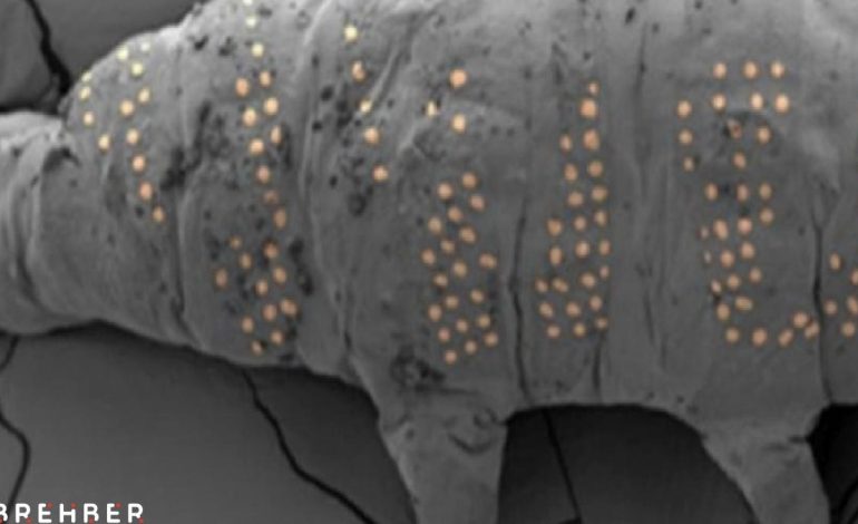 Nanoteknolojide devrim: Mikroskobik su ayılarına dövme yaptılar