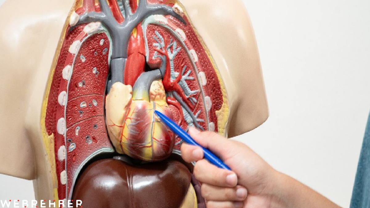 Orta yaş grubu için ciddi risk: Aort yırtılması kalp krizi ve felçle sonuçlanabilir