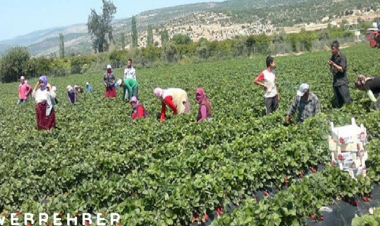 Tarımda üretici enflasyonu Mart’ta yüzde 6,9 arttı