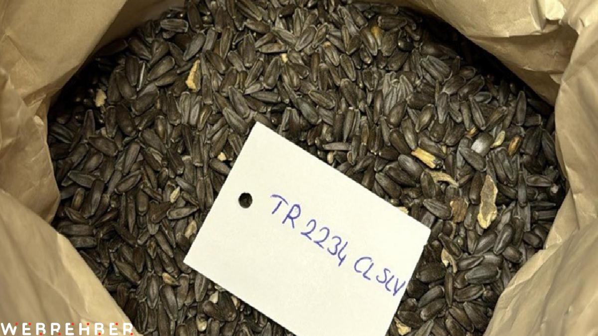 Tekirdağ’da yerli ve milli hibrit ayçiçeği tohumunda 2. nesil çeşit tescillendi
