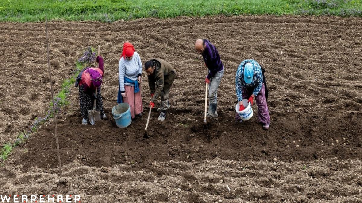Trabzonlu çiftçiler fol patatesi ekimde sona geldi