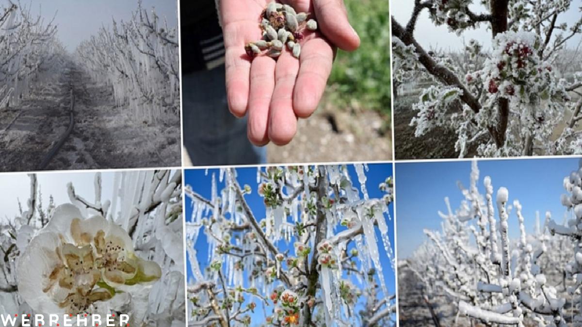 Üreticilerin kabusu zirai don, sigortanın önemini gündeme getirdi