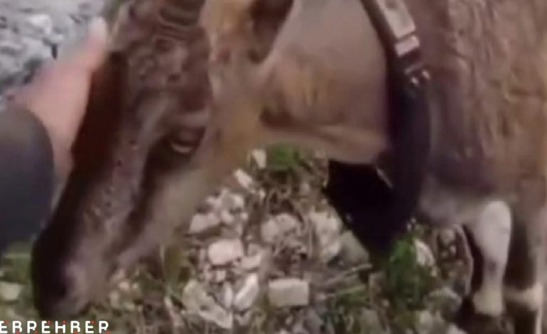 Yozgat’ta doğaya salınan yaban keçisiyle vatandaşın diyaloğu